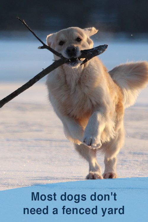 Most dogs don't need a fenced yard
