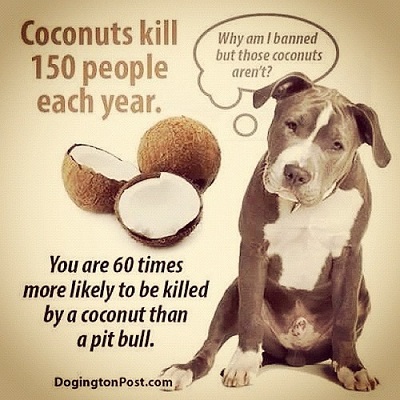 Comparing pitbulls to other ways to die