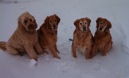 Ever wonder what to charge for pet sitting four large dogs? 