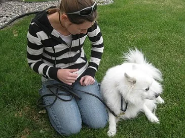 My foster dog Cosmo the American Eskimo dog