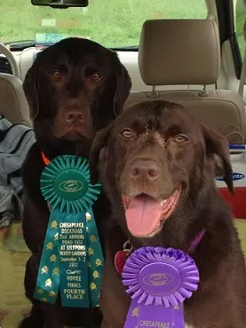 Re-homing a Lab