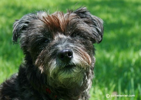 How to manage a dog that reacts to other dogs on leash