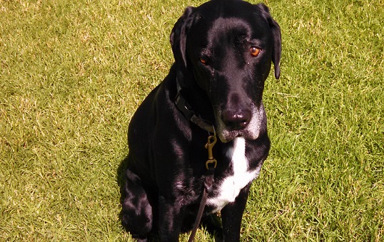Lab mix Ace sitting in the grass