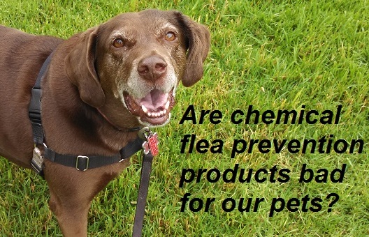 Is Frontline bad for dogs?
