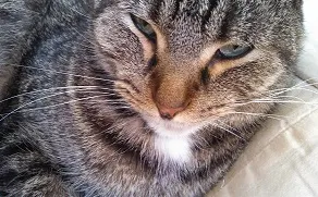 Scout the gray tabby cat