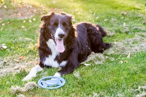 How to help a dog that's scared of fireworks