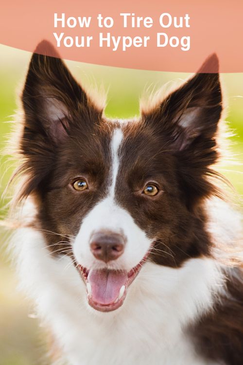 How to tire out your hyper dog