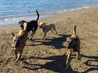 How to manage a leash-reactive dog