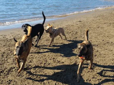 How to manage a leash-reactive dog