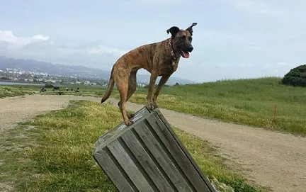 How to manage a dog that reacts to other dogs