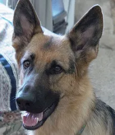 Lucia the red and black German shepherd is scared of fireworks