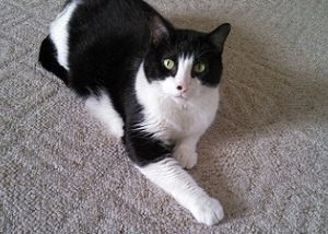 Foster cat
