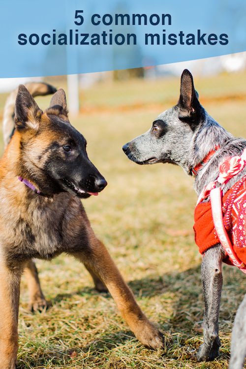 Dog socialization mistakes