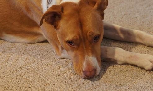 Sammi the cute pitbull mix