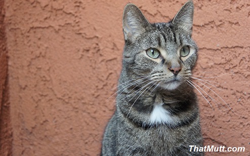 Best diet for a cat with kidney disease