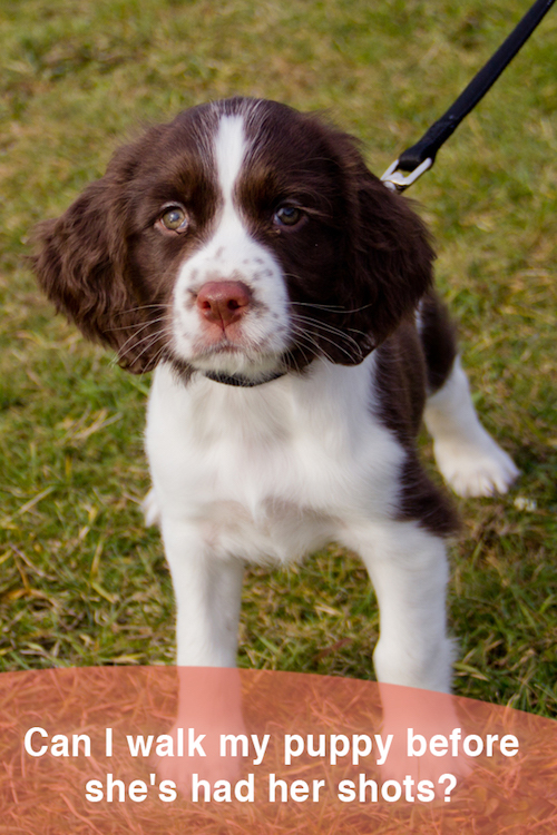 Can I walk my puppy before she's had her shots?
