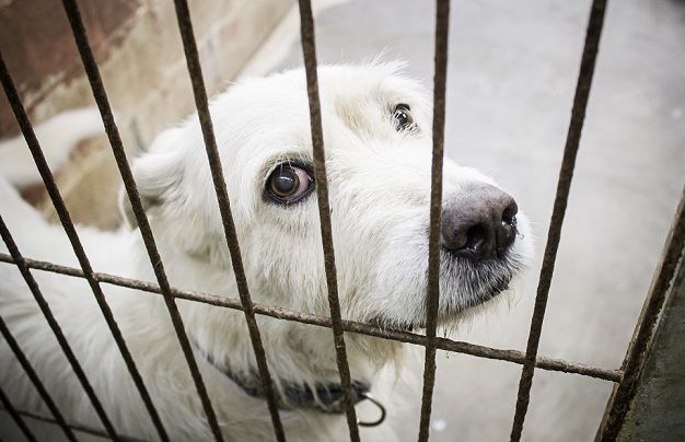 Dog boarding anxiety