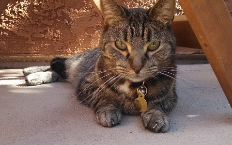 Gray tabby cat Scout