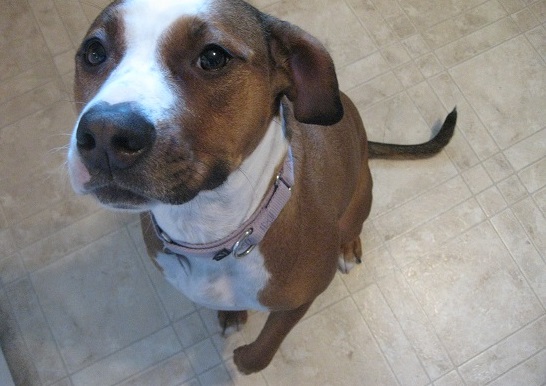 Penny - is dog daycare a good idea?