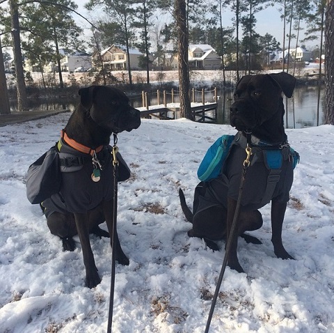 Boxer mixes Buzz and Missy - Is it OK to feed raw dog food to a dog with cancer?