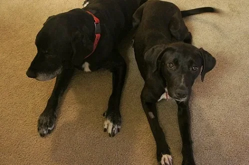 Foster dog Lana the Lab mix
