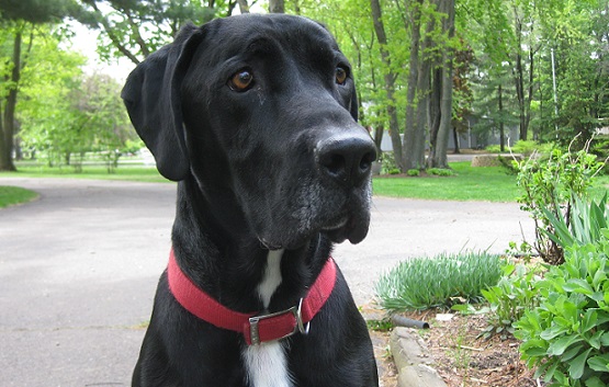 Ace the black lab mix not scared of fireworks