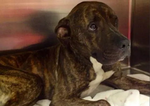 Assisi Loop helps with wound healing Petey