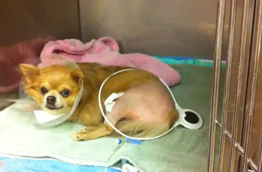 Bob the Chihuahua uses Assisi Loop