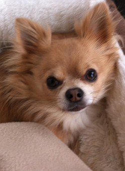 Bob the longhaired Chihuahua