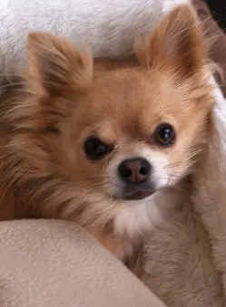 Bob the longhaired Chihuahua