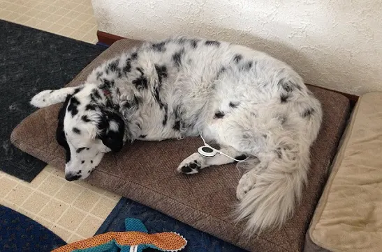 Splatter the setter mix benefits from Assisi Loop