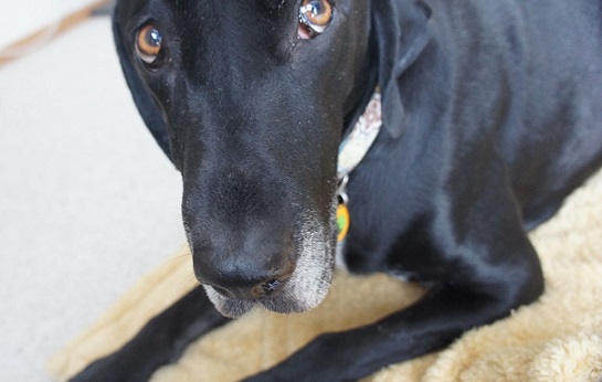 How to stop my dog from begging for his own food before mealtimes