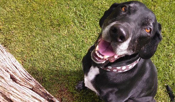How to stop a dog from biting the leash