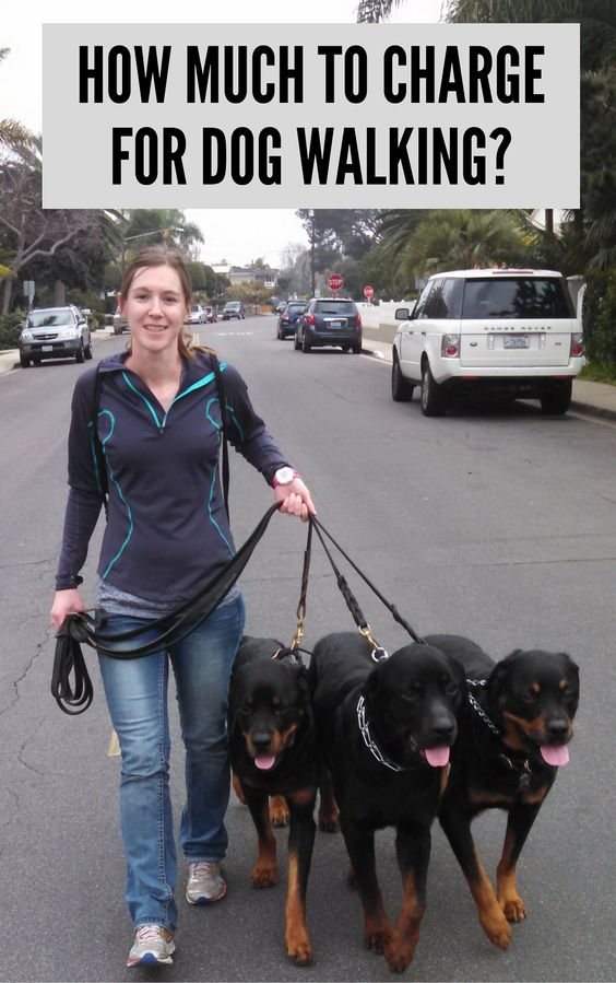 What to charge for dog walking