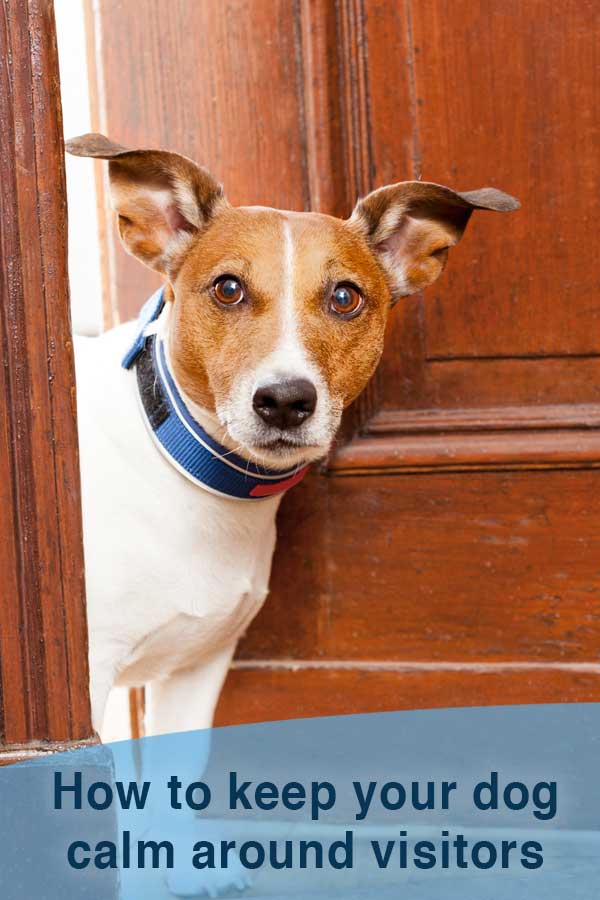 Keep your dog calm when people visit