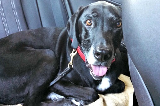 Dog travel anxiety