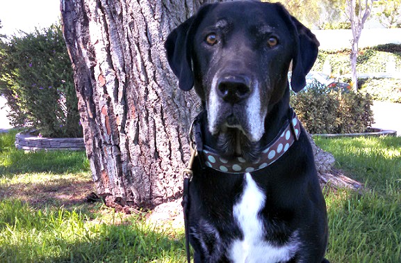 Black lab mix Ace