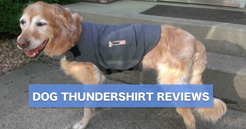 Dog Thundershirt reviews - Elsie the golden tries wearing the dog Thundershirt