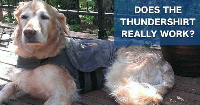 Does the Thundershirt really work