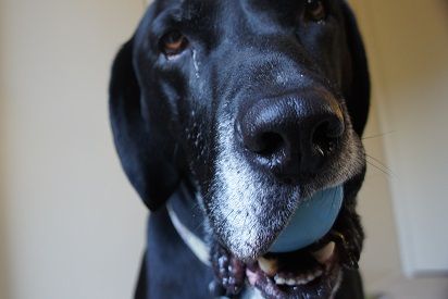 My dog Ace with his ball - How to stop a dog's possessiveness