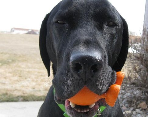 How to stop a dog's possessiveness of toys