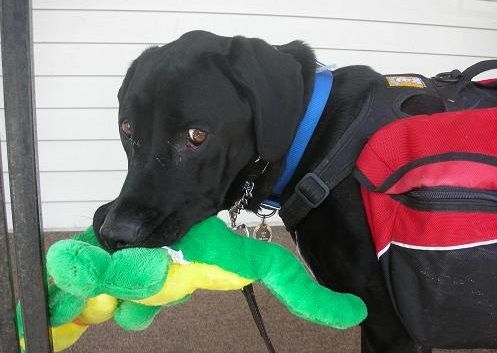 My dog thinks her toy is her baby