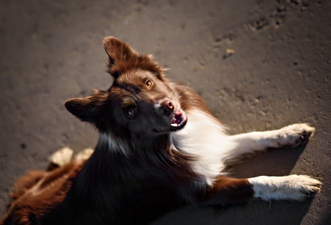 Stop a dog from crying and whining for attention