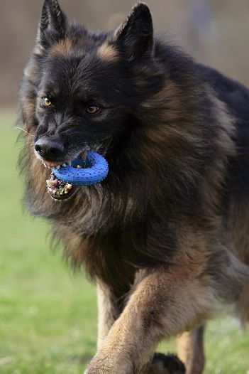 Stop dog from guarding toys - break a dog's possessiveness