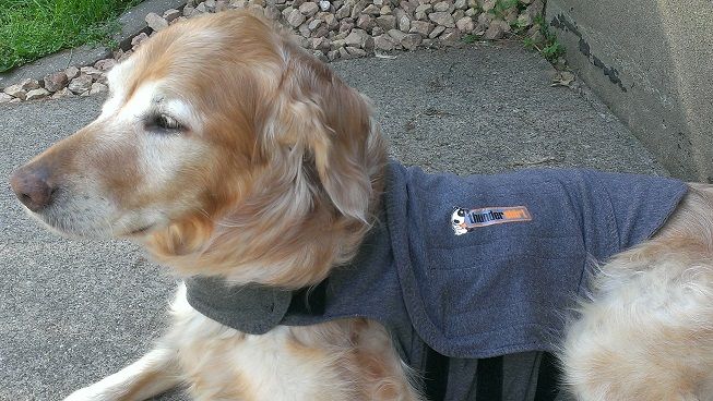 Thundershirt for golden retriever Elsie