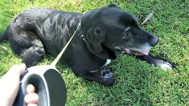 Flexi leashes teach dogs to pull