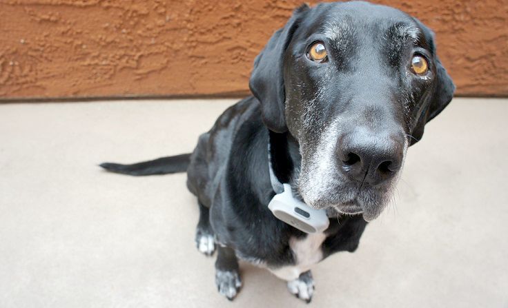 Wireless electronic fence for dogs from Motorola