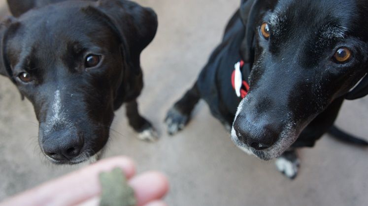 My dog Ace and our foster dog Lana