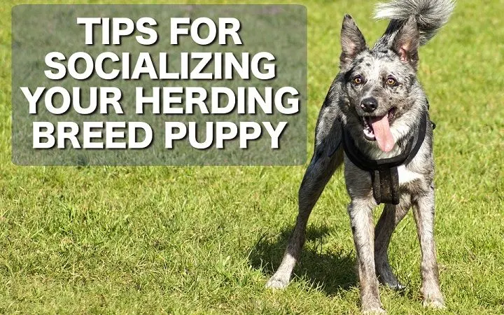 Merle border collie mix