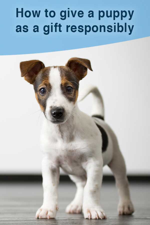 How to give a puppy as a gift responsibly